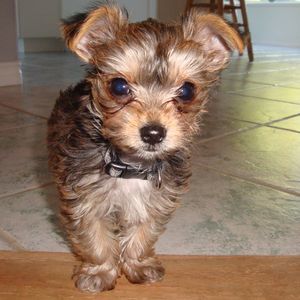 Meet your Posher, Bonnie